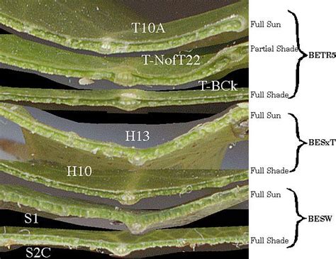 plant leaf thickness